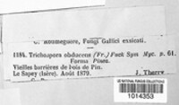 Praetumpfia obducens image